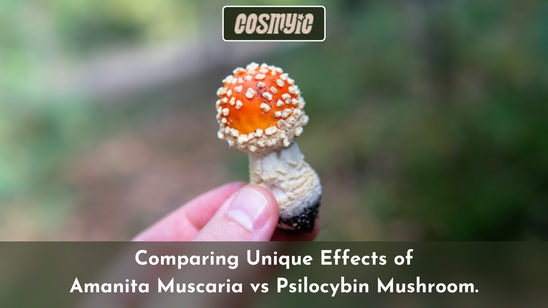 Effects of Amanita Muscaria