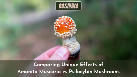 Effects of Amanita Muscaria