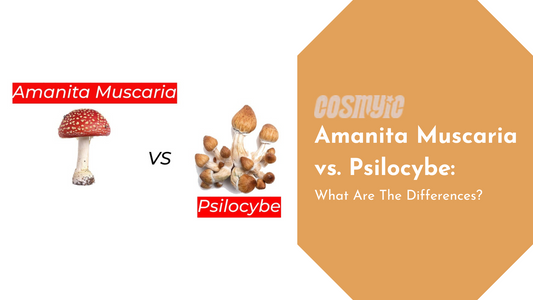 Amanita Muscaria vs. Psilocybe