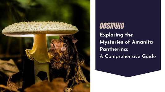 amanita pantherina
