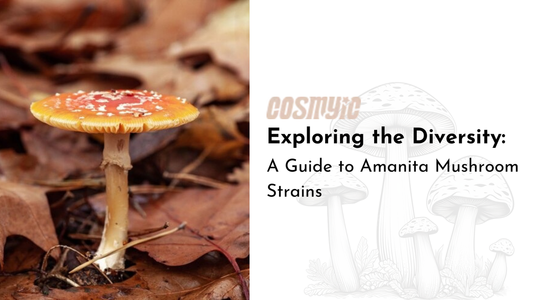 mushroom strains