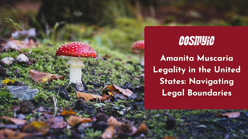 Amanita Muscaria Legality in the United States: Navigating Legal Boundaries