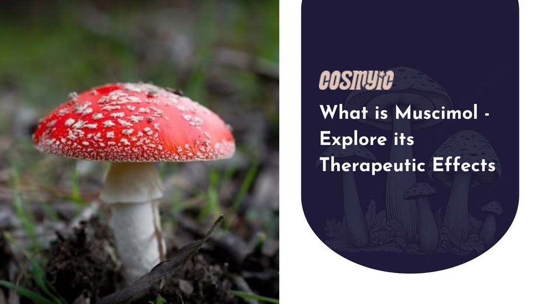 what is muscimol
