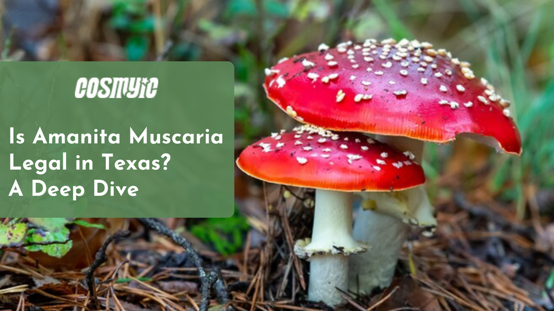 Is Amanita Muscaria Legal in Texas? A Deep Dive