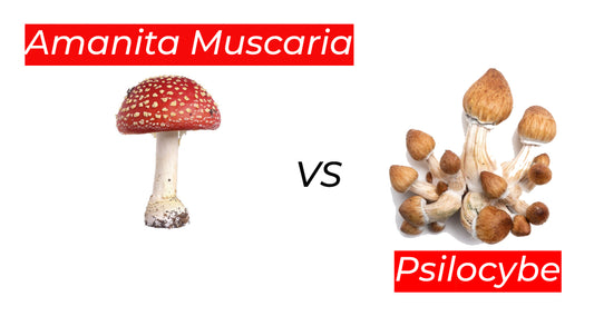 Amanita Muscaria vs. Psilocybe