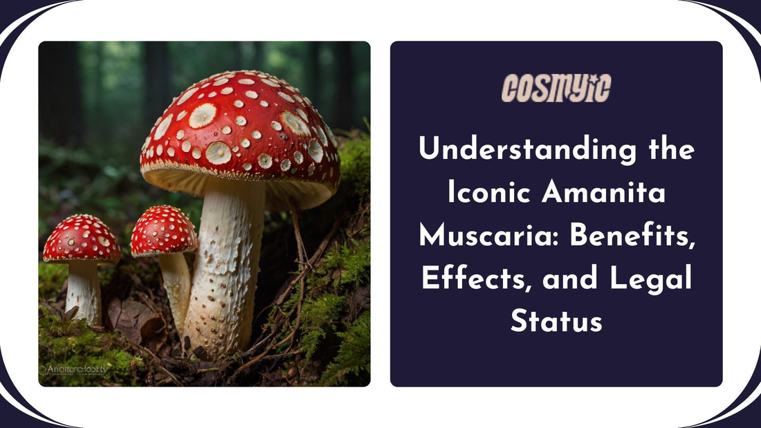 Understanding the Iconic Amanita Muscaria: Benefits, Effects, and Legal Status