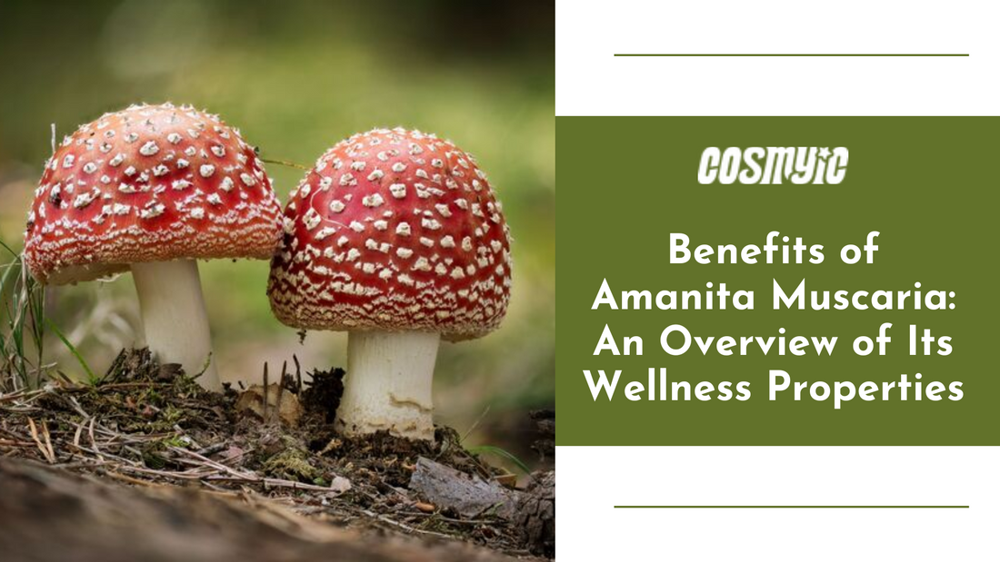 Benefits of Amanita muscaria