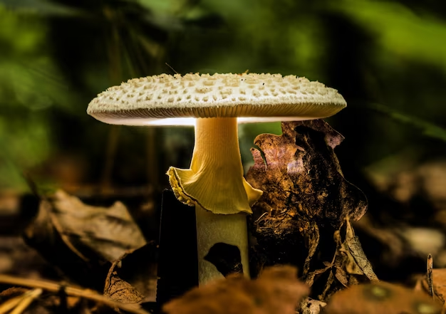 Exploring the Mysteries of Amanita Pantherina: A Comprehensive Guide