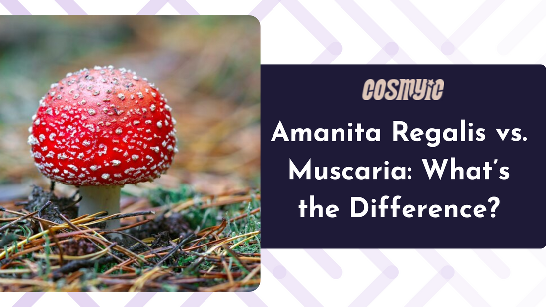 Amanita Regalis vs. Muscaria