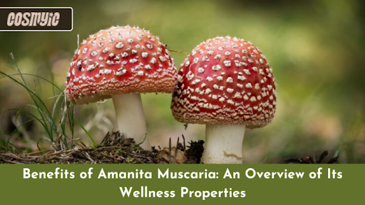 Benefits of Amanita Muscaria: An Overview of Its Wellness Properties